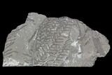 Plate Of Fossil Ferns (Lygenopteris) - Poland #111665-1